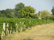 ekat viiniviljelmät lähellä Bordeaux
