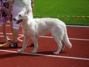 Koiranäyttely valkoinen koira